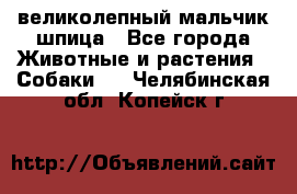 великолепный мальчик шпица - Все города Животные и растения » Собаки   . Челябинская обл.,Копейск г.